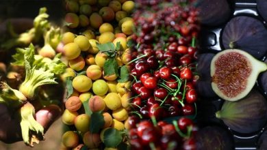 فاصله قیمت تولید محصولات کشاورزی با قیمت مصرف کننده، کاهش یابد