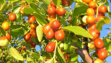 محصول مزیت‌دار خراسان جنوبی، معجزه‌ای برای تسکین تب و درد