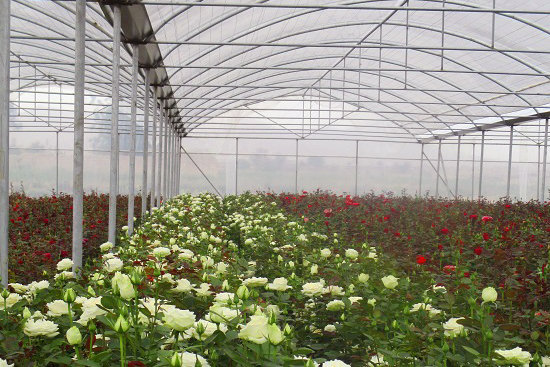 مستثنی شدن احداث گلخانه‌ها در خارج از حریم شهرها روی میز دولت