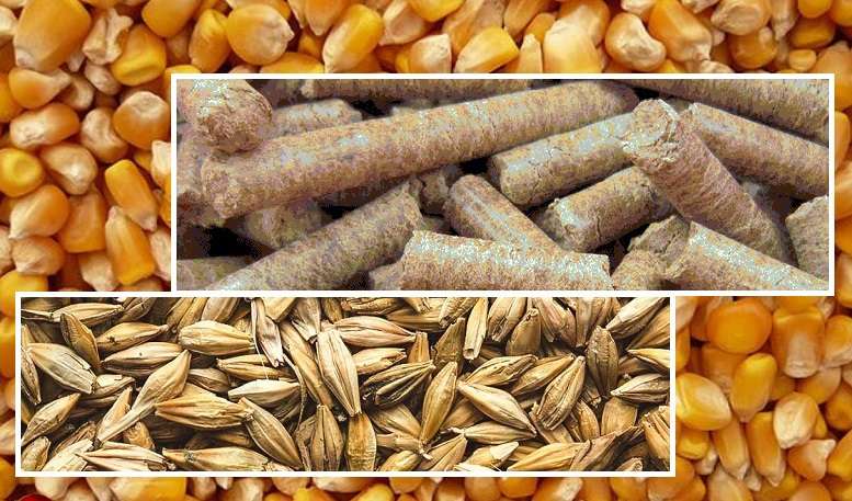 مشکلی در تأمین و توزیع نهاده‌های دامی وجود ندارد