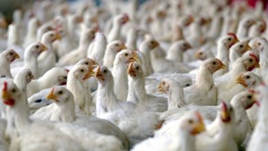 میزان تولید مرغ در کشور بسیار بیشتر از تقاضای بازار است