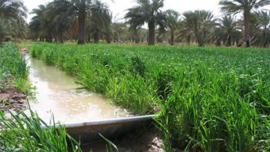 کشاورزی همچنان ۸۵ درصد آب یزد را می‌بلعد