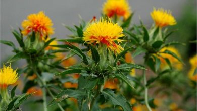 کشت گلرنگ پاییزه در 115 هکتار از مزارع شهرستان کرمان آغاز شد