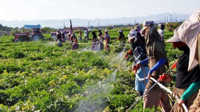 12000 هکتارمبارزه با علف‌های هرز در مزارع غلات خراسان شمالی