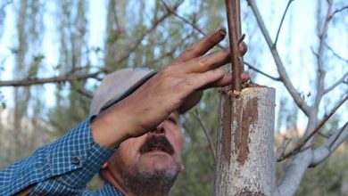اجرای طرح سرشاخه کاری درختان گردو در کوهرنگ