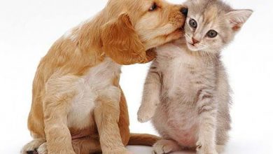 اصول بهداشتی برای نگهداری حیوانات خانگی رعایت شود