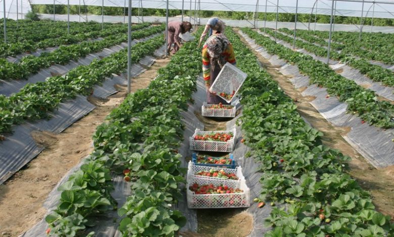 افزایش 10 برابری تولید در گلخانه‌ها