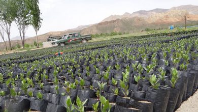توزیع یک میلیون و 300 هزار اصل نهال مثمر در چهارمحال و بختیاری