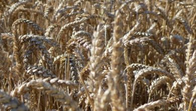 تولید 14 میلیون تن گندم در سال زراعی جاری