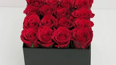 تولید ۱۰ رقم گل رز در چهارمحال و بختیاری