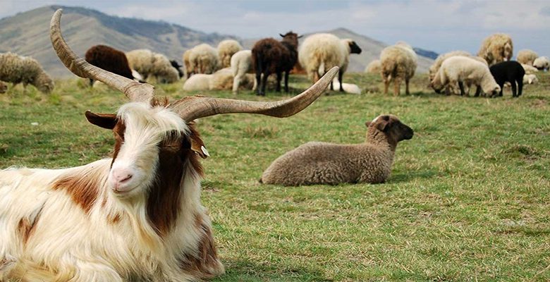 دامداران اخطاریه‌های هواشناسی و دامپزشکی را جدی بگیرند