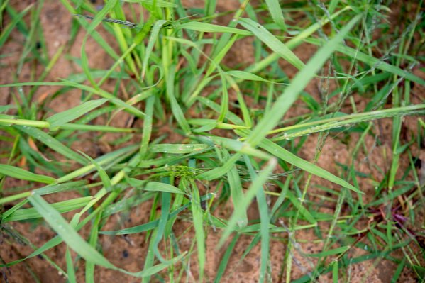زمان مبارزه شیمایی با علف‌های هرز در مناطق معتدل و سرد کرمانشاه فرارسید