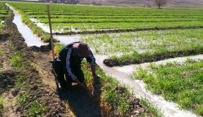 سایت‌های الگوی کشت محصولات کم‌آب‌بر و اقتصادی در منطقه سیستان اجرا شد