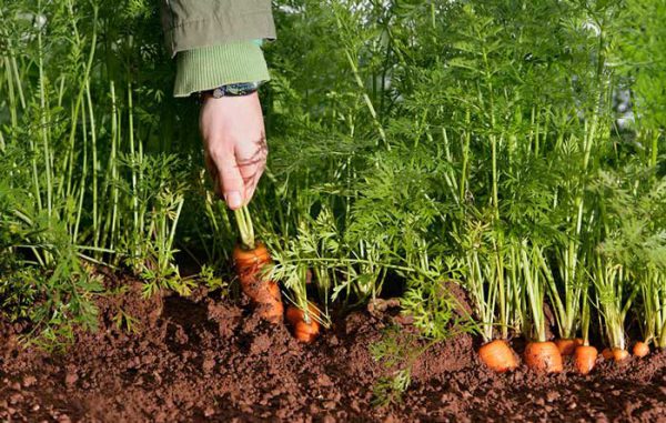 نکات ضروری کاشت هویج