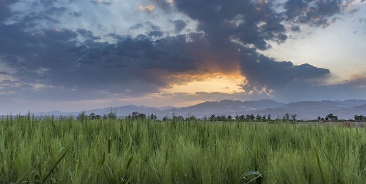 پایش مزارع در استان سمنان به‌صورت مستمر انجام می‌شود