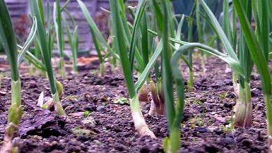 کاشت و پرورش موسیر