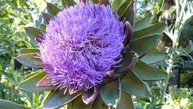 کاشت و پرورش کنگر فرنگی