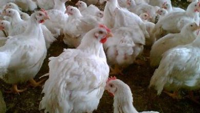 یادگیری نظارت آنتی باکتریایی بایستی در اولویت قرار گیرد