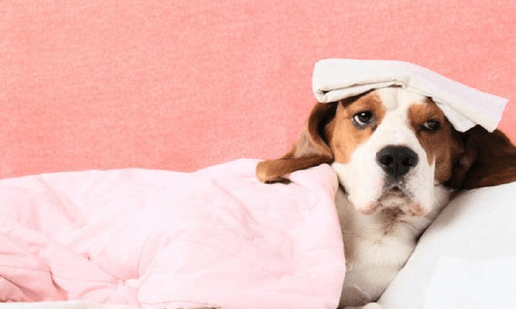 یافته‌های جدید درباره احتمال انتقال کرونا از طریق حیوانات خانگی