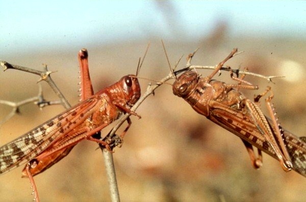 ۲۵۰ هزار هکتار از اراضی استان کرمان درگیر ملخ های صحرایی می‌شود