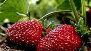 آغاز برداشت توت فرنگی در سیمرغ