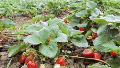 آغاز برداشت توت فرنگی در مازندران/ لزوم رعایت پروتکل‌های بهداشتی در مزارع و باغ‌ها