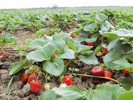 آغاز برداشت توت فرنگی در مازندران/ لزوم رعایت پروتکل‌های بهداشتی در مزارع و باغ‌ها