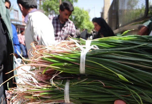 آغاز برداشت گیاهان کوهی در آذربایجان‌غربی