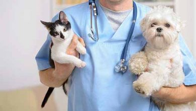 آنان درد حیوانات بی زبان را می‌فهمند