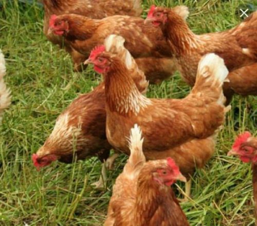 آیا مرغ‌های شما دستگاه گوارش سالمی دارند؟