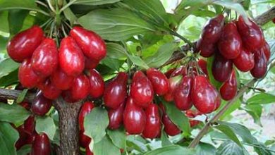 اجرای طرح توسعه و جایگزینی باغ در 1000 هکتار از اراضی استان قزوین