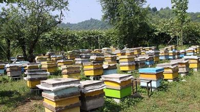 اسقرار کلنی‌های زنبور عسل در شهرستان فارسان