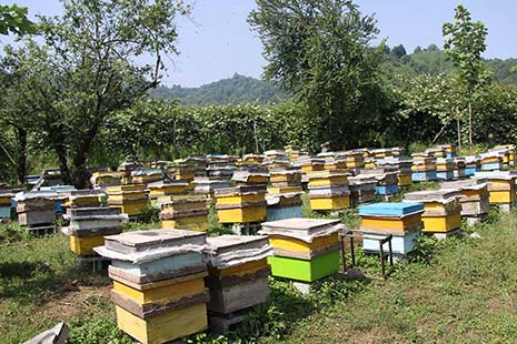 اسقرار کلنی‌های زنبور عسل در شهرستان فارسان