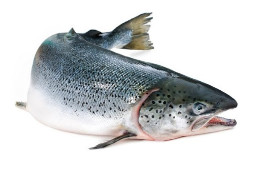 افزایش 30 درصدی تولید ماهی قزل آلا در مراغه