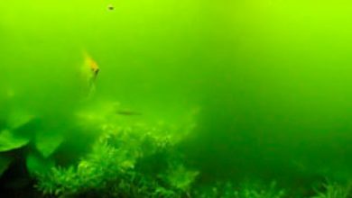 امکان افزایش تولید ۵ محصول کشاورزی با آب سبز