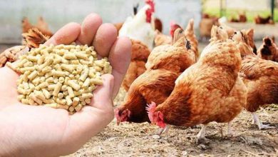 انحصار در خوراک طیور و واردات محصولات تراریخته
