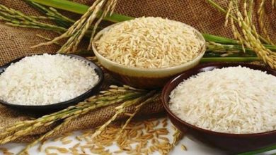 تاثیر بارش‌های بهاری بر افزایش سطح زیر کشت و تولید برنج در سال ۹۸