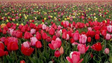 تاکنون ۲ میلیون لاله رنگارنگ یکجا دیده‌اید