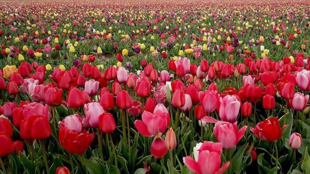 تاکنون ۲ میلیون لاله رنگارنگ یکجا دیده‌اید