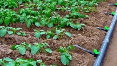 تجهیز 3200 هکتار از باغ های بابل به سیستم نوین آبیاری