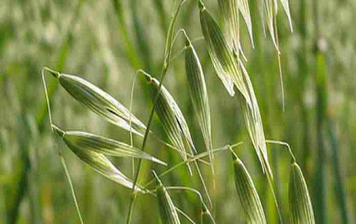 توصیه‌های فنی به کشاورزان استان تهران برای کنترل علف‌های هرز و سن