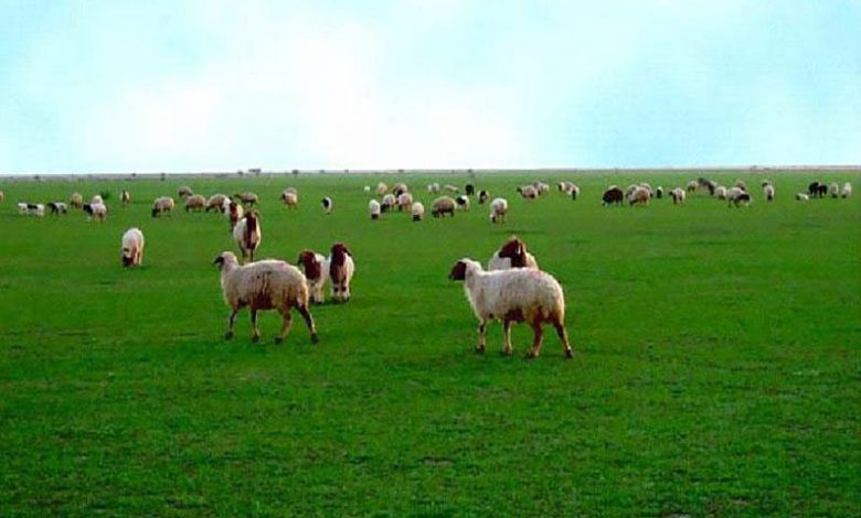 تولید علوفه در کشور سالانه ۵ درصد افزایش می‌یابد