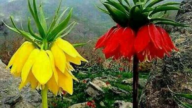 جلوه‌نمایی لاله‌های واژگون در دشت‌های خراسان شمالی