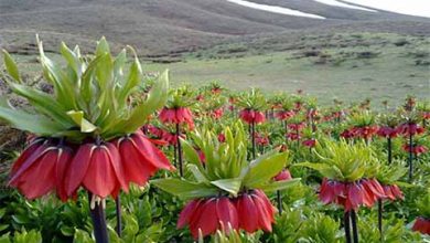 خراسان شمالی ذخیره گاه ژنتیکی لاله‌های واژگون