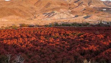 روستای افین خواستگاه زرشک ایران