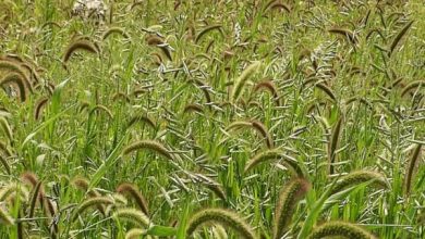 سطح مبارزه با علف های هرز در مزارع غلات استان تهران به بیش از 38هزارهکتار رسید