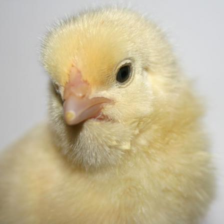 صادرات ٥٠٠هزار قطعه جوجه یکروزه از بازارچه‌های مرزی سیستان و بلوچستان