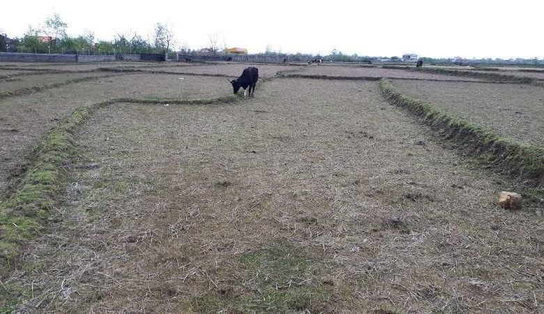 فراوانی آب و بحران بی آبی مزارع و شالیزارهای رضوانشهر