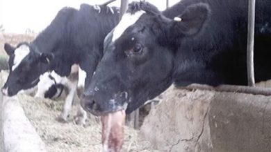مشاهده بیماری تب برفکی در چهارمحال و بختیاری