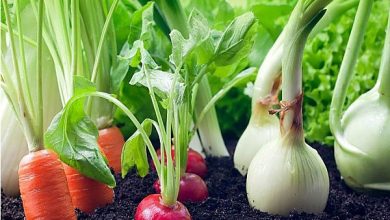 مصرف مانکوزب در مزارع سبزی و صیفی ممنوع است